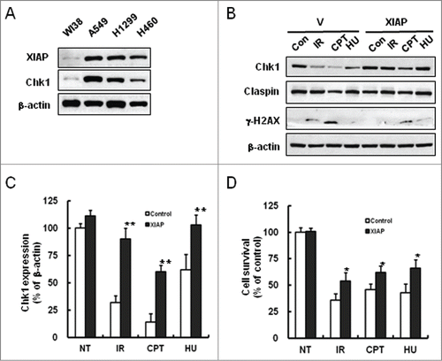 Figure 1. Prevention of Chk1 downregulation by XIAP under genotoxic treatments. (A) Whole cell extracts from WI38, A549, NCI-H1299, and NCI-H460 cells were immunoblotted with XIAP, Chk1, and β-actin antibodies. WI38 is a human diploid lung fibroblast cell line, whereas the others are human lung cancer cell lines. (B) A549 cells were transfected either with vector control or with plasmid construct encoding XIAP and incubated for 36 hr. The cells were harvested after 5 hr following treatments with 10 Gy IR, 500 nM camptothecin (CPT), or 5 mM hydroxyurea (HU). Whole cell extracts were prepared and immunoblotted with the specified antibodies. β-actin antibody was used as a protein loading control. γ-H2AX detection was used as a marker of DNA damage. (C) Graphical representation of the results in B. The relative Chk1 protein levels were normalized to β-actin expression as determined by densitometry. Values are means ± standard deviation (SD) of 3 experiments. **P < 0.01 versus control. (D) Cell survival was measured by MTT assay following genotoxic treatments. A549 cells were transfected either with vector control (control) or with plasmid construct encoding XIAP (XIAP) and treated as in B. The cell survival was normalized against untreated control (NT). Values are means ± SD. Statistical analysis of the results was carried out as in C.