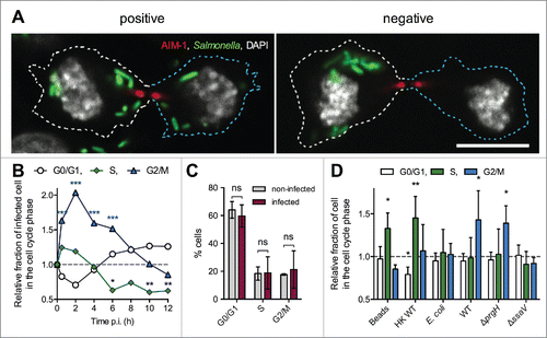 Figure 3. Cell cycle analysis of Salmonella-infected RAW 264.7 macrophages. (A) Salmonella-infected RAW 264.7 macrophages undergo mitosis. RAW 264.7 macrophages were infected with GFP-expressing wild-type Salmonella for 14 h. Fixed cells were immunostained for AIM-1 and imaged for GFP (green), AIM-1 (red), and DAPI (white) by confocal microscopy. Infected macrophages divide and bacteria are distributed in both daughters (left image) or remain all in one of the daughters (right image). Bar, 10 µm. (B) Kinetic analysis of infected vs. non-infected RAW 264.7 cell cycle. RAW 264.7 cells were incubated with GFP-expressing wild-type Salmonella, fixed at different time points, DNA stained with propidium iodide and analyzed by flow cytometry (t = 0 corresponds to non-infected cells, t = 30 min corresponds to the end of the incubation period with bacteria). GPF fluorescence was used to define the gates corresponding to infected and non-infected cell populations. For each time point, the ratio between the percentages of Salmonella-infected versus non-infected cells in each phase of cell cycle was determined. Data (mean) are from 3 independent experiments. A two-way ANOVA test was used to determine whether a mean value was significantly different from one. Significant P values are indicated: *, P<0.05; **, P<0.01; ***, P<0.001. (C) Percentages of infected and non-infected RAW 264.7 cell in G0/G1, S and G2/M phases 14 h p.i. Data (mean ± SD) are from 3 independent experiments. Multiple t-tests were used to compare the mean values. P values: ns, not significant. (D) Salmonella are preferentially phagocytosed by pre-mitotic or mitotic RAW 264.7 cells. RAW 264.7 cells were incubated in the presence of fluorescent beads (Fluoresbrite® YG), heat-killed Salmonella (HK WT) or GFP-expressing bacteria (E. coli, or wild-type (WT), ΔprgH or ΔssaV Salmonella strains) for 30 minutes to allow phagocytosis. Cells were fixed and DNA stained with propidium iodide. For heat killed Salmonella, cells were immunostained for LPS. Normalized data were calculated by the ratio between the percentages of particle-containing vs. control cells in each phase of cell cycle. Data (mean ± SD) are from 5 to 9 independent experiments. A one-sample t-test was used to determine whether a mean value was significantly different from one. Significant P values are indicated: *, P<0.05; **, P<0.01.