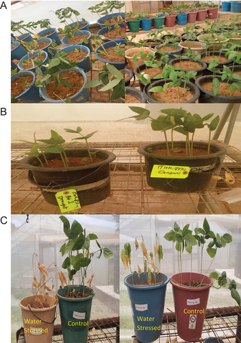 Figure 2. Phenotyping for drought tolerance. A = Layout of drought experiment, B = IT10K-837-1 showing tolerance at 5 weeks of drought stress and C = SARI-6-2-6 and IT11K-61-82 showing drought symptoms at 5 weeks of stress.