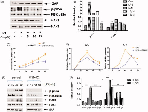 Figure 4. Curcumin inhibits miR-155, TNF-α and IL-6 through PI3K-AKT pathway. (A,B) Western blot analysis of PI3K p85α, p-p85α, AKT and the phosphorylation of AKT. Cells were pretreated with curcumin (5, 10, 15 μM) for 2 h, followed by stimulation with LPS for 30 min. Bands were quantified by Image J software. (C,D) Raw264.7 cells were pretreated with or without the inhibitor of PI3K (LY294002) for different time periods (0, 2, 4, 6, 8 h) before LPS stimulation for 4 h. MiR-155 (C) and mRNA levels of TNF-α and IL-6 (D) were assayed. (E,F) Western blot analysis of PI3K p85α, p-p85α, AKT, P-AKT. Raw264.7 cells were pretreated with or without LY294002 2 h followed by stimulation with LPS for 0, 15, 30, 60 min. The data are presented as the mean ± SEM of at least three independent experiments.