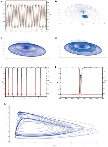 Figure 9. (a) The periodic oscillation of [Ca2+]i (the red curve) and the oscillatory hyperpolarizations (the black curve) at [IP3]=0.1539. (b–d) The phase plots during different time periods. (e) The pulse oscillation of [Ca2+]i (the red curve) and the peak-shaped solution of V (the black curve) with [IP3]=0.157, local enlarged in (f). (g) The phase plot connecting oscillations with the different timescales.