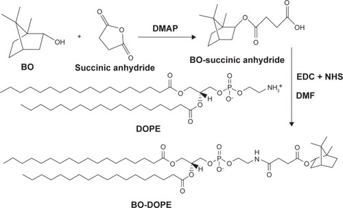 Figure 1 Synthetic route of BO-DOPE as one of the lipid materials of BO-SLN/CM.Abbreviations: BO, borneol; DOPE, dioleoyl phosphoethanolamine; BO-SLN/CM, borneol-modified chemically solid lipid nanoparticle.