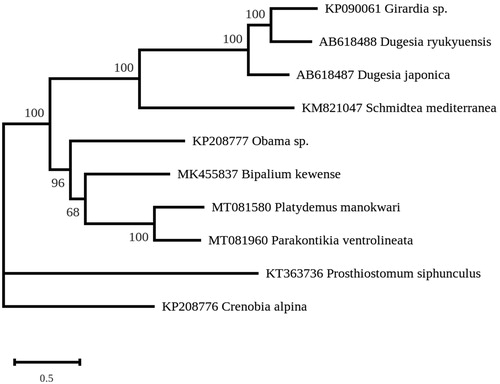 Figure 1. Maximum-likelihood tree obtained on concatenated amino-acid sequences of all mitochondrial protein coding genes from Parakontikia ventrolineata and other flatworms, using the MtArt model of evolution and after 100 bootstrap replications.