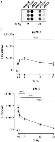 Figure 4. Effect of oxygen concentration on clbB promoter activity. a. Luminescence of E. coli strain SP15 carrying the luciferase reporter plasmid pCM17 or pMT3 (constitutive promoter or clbB promoter upstream of luxCDABE respectively), or the plasmid without promoter as a control. Three independent bacterial cultures grown 3.5 h at 0% or 21% oxygen were placed in a 96-well microplate and photographed with a CCD camera in a dark imaging station. Atmospheric oxygen present during the image acquisition provide the oxygen required to the reaction catalyzed by the luciferase. b. The luminescence (normalized to the optical density at 600 nm) was measured in a plate reader following 3.5 hours culture at specified percentages of oxygen. The mean and standard error of three independent cultures are shown, with the p values of an ANOVA and Tukey’s multiple comparison test.