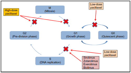 Figure 1 Endothelial cell cycle and inhibitory targets of anti-proliferative drugs.