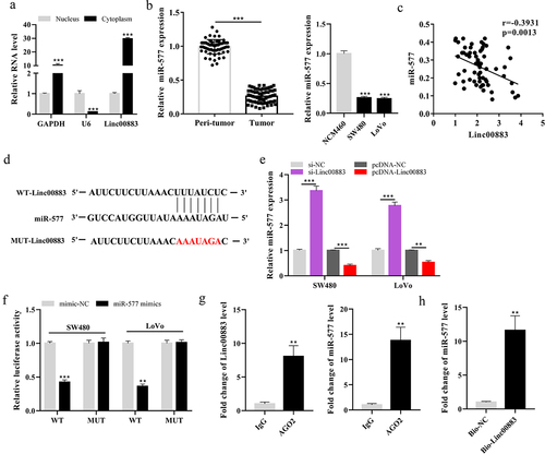 Figure 3. Effect of Linc00883 on miR-577 expression. (a) The Linc00883 expression in the nucleus or cytoplasm of cells was measured using qRT-PCR. (b) qRT-PCR was applied to detect miR-577 expression in CRC tissue samples (n = 64) and cell lines. (c) The correlation analysis between Linc00883 and miR-577. (d) The online bioinformatics (microRNA.org) was performed to predict the binding sites between Linc00883 and miR-577. The si-Linc00883, pcDNA-Linc00883, and their corresponding controls were transfected into SW480 and LoVo cells. (e) Analysis of the miR-577 expression by qRT-PCR. (f) A dual-luciferase reporter gene assay was conducted to assess the influence of miR-577 on Linc00883 luciferase activity. (g-h) RIP and RNA pull-down assays were performed. **P < 0.01 vs. lgG or Bio-NC; ***P < 0.001 vs. nucleus, Peri-tumor, NCM460, si-NC, pcDNA-NC or mimics-NC. All experiments were performed at least in triplicate.