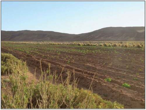 Figure 1. Young quinoa plants in a field surrounded by live barriers on the plains.