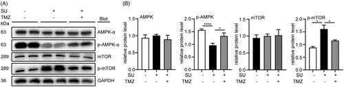 Figure 5. SU-induced AMPK/mTOR activation inhibition in H9c2 cardiomyocytes is reversed by TMZ. (A, B) Western blots of AMPK/mTOR pathway in vehicle-, SU- and SU-TMZ-treated H9c2 cardiomyocytes and statistical analysis (n = 5, 6, 4, 4, respectively). (The Student’s two-tailed t-test was used, error bar = SEM, *p < 0.05, ****p < 0.0001).