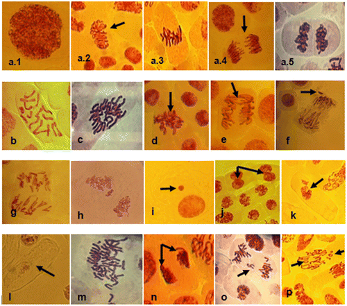 Figure 6. Photomicrographs of squash preparations of root tips of Allium cepa stained with aceto-carmine showing different types of chromosomal aberrations observed in meristematic cells exposed to 2-BAPBA. (a) Normal stages of cell division: (a.1) interphase; (a.2) prophase; (a.3) metaphase; (a.4) anaphase; (a.5) telophase. (b) Normal cell (2n = 16). (c) C-mitosis (2n = 32). (d) Sticky chromosomes. (e) Anaphase bridge. (f) Vagrant chromosome. (g) Multipolar anaphase. (h) Pulverized chromosomes. (i) Micronucleated cell. (j) Binucleated cells. (k) Damaged nucleus. (l) Ghost cell. (m) Polyploid cell. (n) Polar deviation. (o) Anaphase lagging chromosome. (p) Ring chromosomes. Magnification 400×.