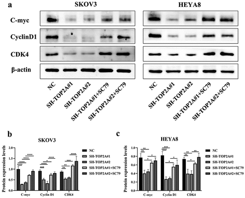 Figure 8. Expression of related proteins after activation of AKT/mTOR pathway. (a-c) the protein levels of C-myc, CyclinD1 and CDK4 in the SH-TOP2A#1+SC79 and SH-TOP2A#1+SC79 groups were higher than those before treatment of SC79. N = 3, *p < .05, **p < .01, ***p < .001, ****p < .0001.