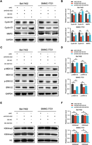 Figure 8 The protein expression changes of related molecules in rescue experiment were examined by western blotting. (A and B) Cell cycle and metastasis regulatory genes. (C and D) The activity of MEK/ERK pathway. (E and F) The overall level of H3K4me2 and H3K4me3. siNC, negative control group; siSMYD3, SMYD3 knockdown group; OE-NC, empty vector group; OE-SMYD3, SMYD3 overexpression group. Data are given as mean ± SD (n = 3). *p < 0.05, **p < 0.01, ns, not significance (p > 0.05).