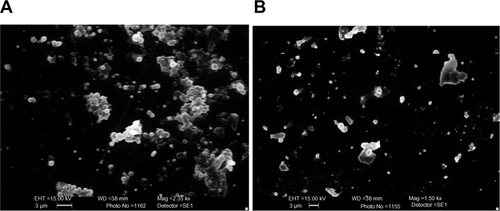 Figure S1 (A and B) scanning electron microscopy images of poly-ε-caprolactone nanoparticles (PCL NPs), showing degradation kinetics after 30 days in phosphate-buffered saline (pH 7.2). (A) small PCL NPs; (B) large PCL NPs.