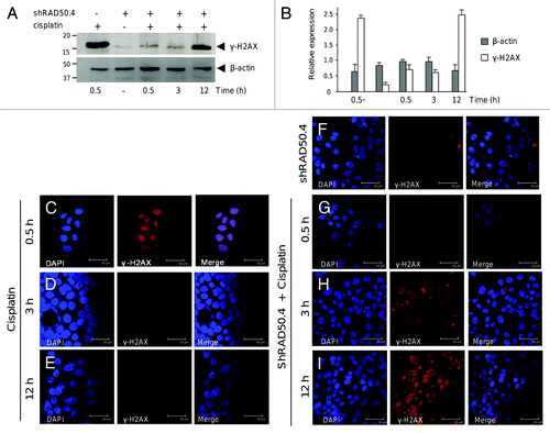 Figure 6. Delayed phosphorylation of histone H2AX (γH2AX) in RAD50-deficient breast cancer cells. (A) Western blot assays for γH2AX protein in MCF-7 cells transfected with shRad50.4 and analyzed at 0.5, 3, and 12 h after cisplatin treatment. β-actin was used as internal loading control. (B) Densitometric analysis of immunodetected bands depicted in (A). Graph shown the results of three independent experiments ± SD (C–I) Immunofluorescence assays and confocal microscopy for cellular localization of γH2AX in MCF-7 cells. γH2AX antibodies were coupled to alexa fluor-647 (red channel). Cell nuclei were stained with DAPI (blue channel). γH2AX and DAPI immunostaining was visualized in cells treated with cisplatin alone (C–E), transfected with shRAD50.4 (F), transfected with shRAD50.4 and treated with cisplatin (G–I) at the indicated times.