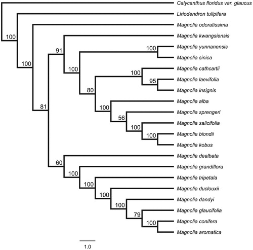 Figure 1. Phylogenetic tree inferred by Maximum Likelihood (ML) method based on the complete chloroplast genome of 24 species, bootstrap values (%) are shown on the branch.