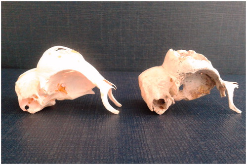 Figure 7. Padovana camosciata skulls, lateral view. In the skull on the right, characterised by a single big hole on the top of the head, the total skull height appears lower than the height of the skull on the left.