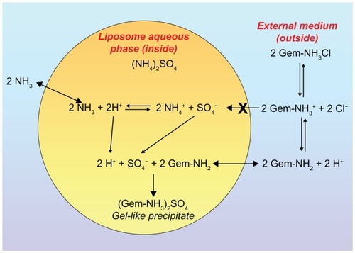 Figure 3 Schematic representation of the gemcitabine encapsulation process in liposomes using a pH gradient elicited by coencapsulation of a 250 mM ammonium sulfate solution. ©2006 Oxford University Press. Reproduced with permission from Celano M, Calvagno MG, Bulotta S, et al. Cytotoxic effects of gemcitabine-loaded liposomes in human anaplastic thyroid carcinoma cells. BMC Cancer. 2004;4:63.Citation35