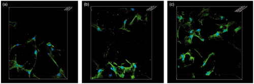 Figure 7. Cytoskeletal morphology and spreading of the human mesenchymal stem cells on the different scaffolds after four days (a: PLGA; b: MBG/PLGA and c: Van-MBG/PLGA). Representative images of cells stained with fluorescein isothiocyanate-phalloidin for actin filaments and nuclei counterstained with 4′,6′-diamidino-2-phenylindole.