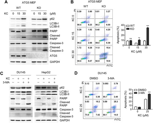 Figure 4. Increased apoptotic cell death by the blockage of autophagic flux. (A) ATG WT and KO MEF cells were treated with KC (15 or 30 µM) for 24 h, and PARP and Caspase-3 cleavage were measured through immunoblotting using the specific antibodies. (B) Cell death in ATG5 WT and KO cells were analyzed after the treatment with KC by FACS. (C) DU145 and HepG2 cells were treated with either KC (30 µM), 3-Methyladenine (3-MA, 5 mM) alone, or pre-treated with 3-MA (5 mM) 10 h before the treatment with KC (30 µM), and apoptotic cell death marker proteins were detected by immunoblotting. (D) DU145 cells were treated either KC (25 µM), 3-Methyladenine (3-MA, 5 mM) alone, or pre-treated with 3-MA (5 mM) 10 h before the treatment with KC (25 µM), and cell death was measured after 16 h of the treatment using FACS analysis. All data in bar graphs throughout the figures represent the mean value obtained from three independent experiments. *p < 0.05; **p < 0.01; ***p < 0.001. ns, not significant.