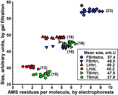 Figure 3. Size of glycoforms of FSH, LH, and TSH in serum, as estimated by gel filtration, in relation to number of anionic monosaccharides (AMS) per molecule, as estimated by electrophoresis. Number of gel filtrations within parentheses. Mean values of glycoform size, in arbitrary units, ranging from 37.9 to 57.4, are shown.