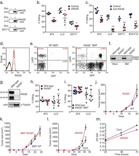 Figure 1. RAGE is required for neutrophil cytotoxicity.a. Western blot analysis of doxycycline-induced (Dox.) sRAGE expression in the supernatant of AT3, LLC and E0771 cells. b. Killing of sRAGE-expressing AT3, LLC and E0771 cells by neutrophils. n = 5. c. Killing of AT3, LLC, E0771 and B16-F10 by neutrophils in co-culture in the presence of control or RAGE blocking antibody (1 μg/ml; R&D, AF1179). n = 6–9. d. Flow cytometry of RAGE expression on neutrophils (red). Black histogram represents the 2nd antibody only. e. Flow cytometry of blood from mice transplanted with wild-type (WT) or RAGE-/- bone marrow, showing full reconstitution of GFP+/Ly6G+/RAGE-/- neutrophils (>90% GFP positive cells). f. RT-PCR of RAGE mRNA in neutrophils (Neut.) and bone marrow (BM) isolated from wild-type and RAGE-/- mice. g. Western blot analysis of RAGE expression in lung lysates from wild-type and RAGE-/- mice. h. Killing of AT3 and LLC cells by neutrophils purified from tumor-bearing wild-type and RAGE-/- mice. n = 6. i. Killing of AT3 and LLC tumor cells by neutrophils purified from tumor-bearing wild-type or RAGE-/- bone marrow-transplanted (BMT) C57BL/6 mice. n = 7-12. j. Primary tumor growth of AT3 cells following orthotopic injection into wild-type or RAGE-/- mice. n = 5. k. Primary tumor growth of AT3 cells following orthotopic injection into mice transplanted with either wild-type or RAGE-/- bone marrow cells. n = 5. l. Primary tumor growth of orthotopically injected AT3 tumors expressing tet-inducible sRAGE in wild-type mice in the absence (Cont.) or presence of doxycycline (sRAGE) in the drinking water. The ratio of AUCsRAGE/AUCControl = 2.17. n = 5. m. MTT assay (OD 540nm) for in vitro proliferation of tet-inducible sRAGE expressing AT3 cells in the absence or presence of doxycycline. n = 6. *p <0.05, **p < 0.001.