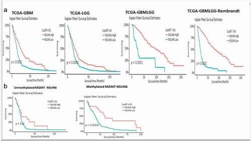 Figure 7. NSUN6 expression confers survival benefit to GBM and LGG patients treated with/out MGMT promoter methylation status.