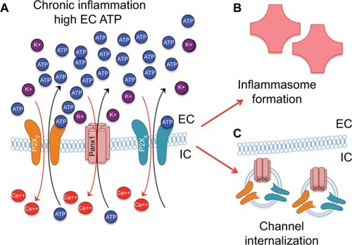 Figure 4 Persistent Panx1 and P2X activation (A) leads to inflammasome formation (B) and channel/receptor plasticity, including channel internalization through endocytosis (C).Abbreviations: EC, extracellular; IC, intracellular.