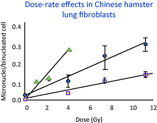 Figure 5. Frequency of micronuclei were measured in lung cells exposed over a range of different times, dose rates and total doses. The dose rate had a marked influence on the frequency of aberrations even when the cell cycle time was long relative to the exposure time. These data made it possible to calculate DREF as a function of dose rate by comparing the slope of the acute exposures (solid triangles) with that of the protracted exposures (solid circles 4-h exposure) DREF of 2.5 and (squares 67-h exposure) DREF of 6.1.