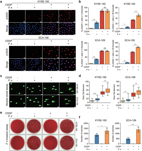 Figure 6. F. nucleatum invaded and survived in ESCC cells and increased DNA damage.