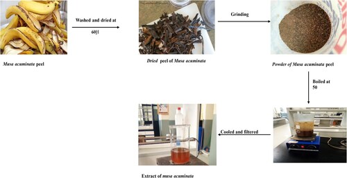 Figure 1. Schematic representations of Musa acuminata fruit peel extract.