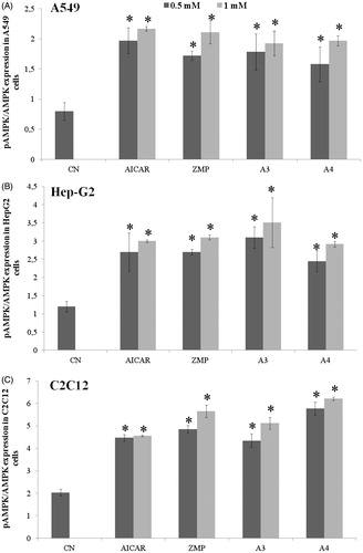 Figure 2. Graphical representation of pixel quantization of p-AMPK in A549, HepG2 and C2C12 cells and one representative WB image of p-AMPK, p-ACC and GAPDH. For other details see materials and methods. WB, western blot. Asterisks indicate statistical differences between control and treatments p < 0.05. CN: untreated cells.