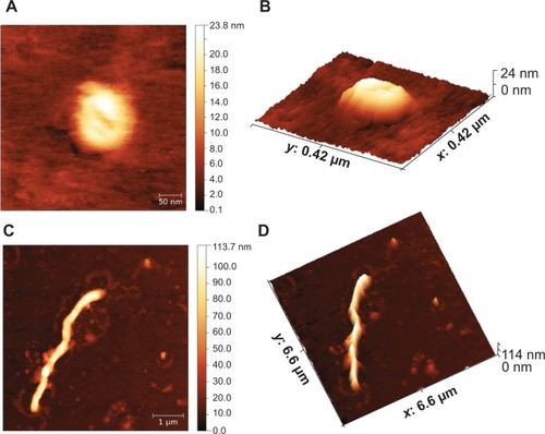 Figure 6 Atomic force microscopy images collected in contact operation mode, at different pH and ionic strength. (A) Representative 2-D image of a spherical virus-like particle detected at pH 4.5. (B, D) 3-D representation of the same images in (A) and (C), respectively. (C) Representative 2-D image of an elongated wormlike nanotube detected at pH 6.