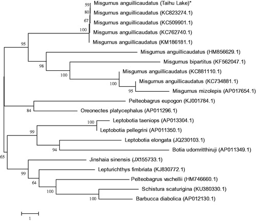 Figure 1. Phylogenetic relationship of Taihu M. anguillicaudatus stock with other loach as inferred by entire mitogenome. *The Taihu loach (accession number: MG938590) in the position of the evolutionary tree. Trees were reconstructed using MEGA 7 program (Kumar, Tamura, Nei) with neighbour-joining method. Numbers above branches are bootstrap values by 1000 replicates. The phylogenetic tree showed that Taihu loach to be one of Misgurnus, and the other loaches had their own branches.