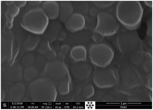 Figure 6. Scanning electron microscope image of optimized butenafine nanoparticle (BT-NPop).