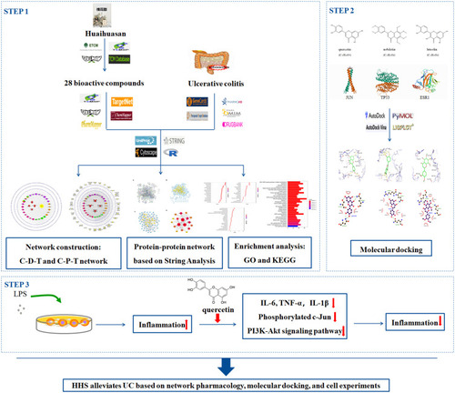 Figure 1 Schematic representation of the proposed mechanism in HHS against UC. Network pharmacology was used to analyze the crucial ingredients and key targets of HHS in the treatment of UC; molecular docking revealed that three candidate compounds could bind well with three candidate targets, respectively; cell experiments confirmed that candidate compound quercetin can alleviate inflammation in LPS-induced RAW264.7 cells by inhibiting inflammatory factors, phosphorylated c-Jun, as well as downregulating PI3K-Akt signaling pathway.