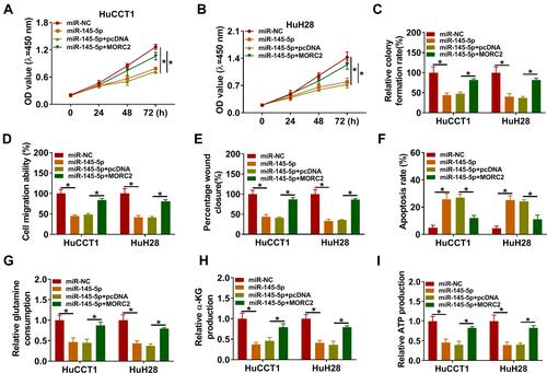 Figure 6 MiR-145-5p targeted MORC2 to modulate malignancy and glutamine metabolism of CCA cells. (A–I) HuCCT1 and HuH28 cells were transfected with miR-NC, miR-145-5p, miR-145-5p+pcDNA, or miR-145-5p+MORC2. (A–F) Assessment of the proliferation, colony formation, migration, invasion, and apoptosis of HuCCT1 and HuH28 cells by CCK-8 assay (A, B), colony formation assay (C), transwell assay (D), wound-healing assay (E), or flow cytometry assay (F). (G–I) Detection of the levels of glutamine, α-KG, and ATP in HuCCT1 and HuH28 cells using commercial kits. *P < 0.05.
