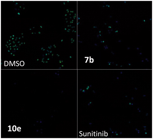 Figure 5. Immunofluorescent imaging of phosphorylated Rb protein for 7b, 10e, and Sunitinib.