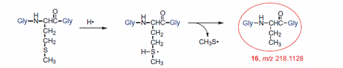 Scheme 7. Proposed mechanism for the formation of to α-aminobutyric moiety (16).