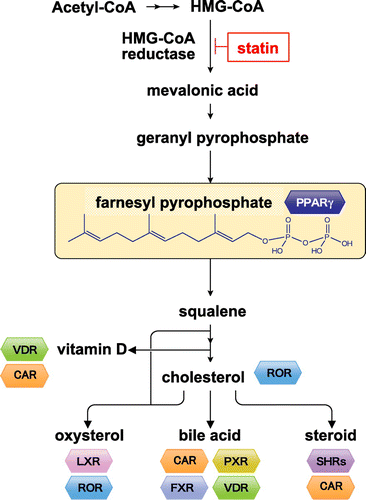 Figure 1. Metabolites of the isoprenoid biosynthesis pathway and nuclear receptors. The isoprenoid pathway (also known as the mevalonate pathway) produces many isoprenoid-based molecules that can serve as ligands for numerous nuclear receptors. Isoprenoid FPP (farnesyl pyrophosphate) may serve as an endogenous ligand for PPARγ. VDR: vitamin D receptor, CAR: constitutive androstane receptor, ROR: RAR-related orphan receptor, LXR: liver X receptor, PXR: pregnane X receptor, FXR: farnesoid X receptor, SHRs: steroid hormone receptors.