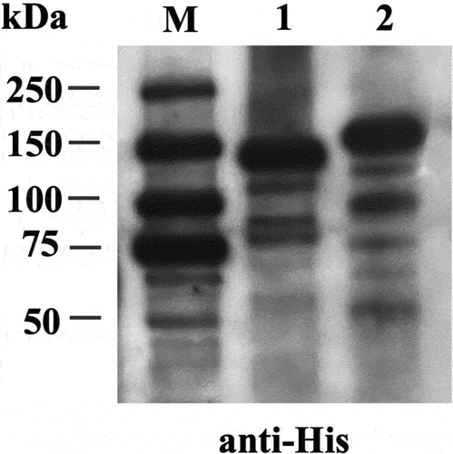 Figure 4. Expression analysis of BoNT/A and B proteins. The expression of plant-produced mBoNT/a1 and ciBoNT/b1 were analyzed by western blot probed with anti-his-HRP antibody under reducing condition. Lane M as protein molecular weight marker; lanes 1 and 2 represent mBoNT/a1 and ciBoNT/b1.