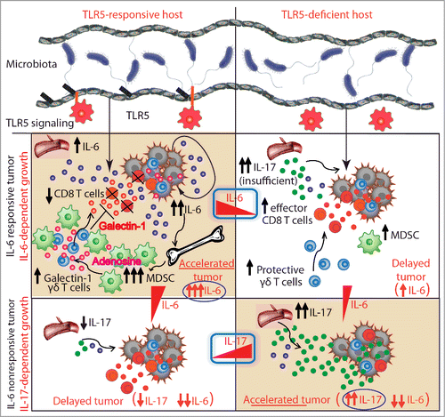 Figure 1. Commensal microbiota influence malignant progression of extraintestinal tumors by TLR5-driven modulation of the systemic tumor macroenvironment. In TLR5-responsive hosts bearing IL-6 responsive tumors, elevated systemic levels of IL-6 drive an accumulation of myeloid-derived suppressor cells (MDSCs) producing adenosine and the subsequent induction of galectin-1 expression in tumor-associated γδ T cells. This leads to significant suppression of antitumor immunity and accelerated malignant progression. TLR5-deficient tumor-bearing hosts have elevated systemic levels of IL-17, which is the dominant tumor-promoting cytokine in the absence of IL-6, when hosts are bearing IL-6 nonresponsive tumors. Differences in malignant progression are dependent on TLR5-mediated signaling and the commensal microbiota at barrier surfaces.