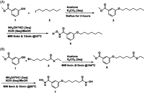 Figure 1. Schemes of the syntheses of hydroxymate-containing compounds. (A) The scheme of the synthesis of 3-(heptyloxy)-N-hydroxybenzamide (compound 4). (B) The scheme of the synthesis of N-hydroxy-3-((6-(hydroxyamino)-6-oxohexyl)oxy)benzamide (compound 7).