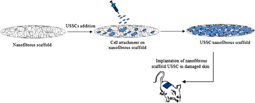 Figure 2. The grafting process of scaffolds loaded with stem cells on damaged skin.