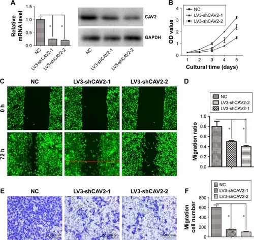 Figure 3 CAV2 regulates cellular proliferation, migration and invasion.