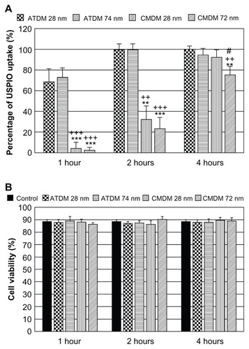 Figure 3 Labeling efficiency and viability in macrophage cells after SPIO/USPIO administrations. (A) Percentage of SPIO/USPIO uptake after SPIO/USPIO administration at 1 to 4 h. (B) Cell viability after each SPIO/USPIO culture.Notes: **P < 0.01, significant difference vs ATDM 28 nm. ***P < 0.001, significant difference vs ATDM 28 nm. ++P < 0.01, significant difference vs ATDM 74 nm. +++P < 0.001, significant difference vs ATDM 74 nm. #P < 0.05, significant difference vs CMDM 28 nm.Abbreviations: SPIO, superparamagnetic iron oxide; USPIO, ultrasmall superparamagnetic iron oxide; ATDM, alkali-treated dextran magnetite; CMDM, carboxymethyl dextran magnetite.
