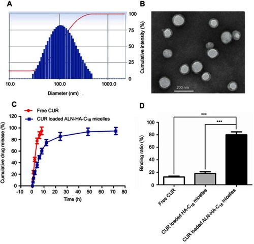 Figure 4 The size distribution (A) and transmission electron microscopy (TEM) image (B) of CUR loaded ALN-HA-C18 micelles. (C) In vitro release characteristics of free CUR and CUR loaded ALN-HA-C18 micelles in 1% Tween 80 PBS medium. (D) Binding ratio of CUR, CUR loaded HA-C18 micelles, and CUR loaded ALN-HA-C18 micelles with hydroxyapatite. Data are presented as the mean ± SD (n=3). ***Significant difference between the two groups (***P＜0.001).