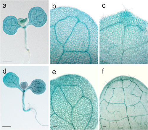 Figure 2. Expression patterns of AtHSP90–2-GUS in seedlings under (a-c) heat shock and (d-f) dehydration. (a-c) Histochemical detection of GUS activity in (a) 8-day-old seedling, (b and c) cotyledon and the first leaf of 12-day-old seedling, correspondingly, after exposition to 37°C for 2 h. (d-f) Histochemical detection of GUS activity in (a) 8-day-old seedling after 3 days of dehydration of the agar medium, (b and c) cotyledon and the first leaf of 11-day-old seedling, correspondingly, after 5 days of dehydration. Scale bars, 0.5 mm (a), 0.1 mm (b, c).