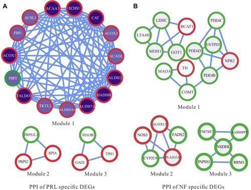 Figure 5 Protein–protein interaction network of PRL and NF metabolic-specific markers. The dark purple nodes represent a higher tumor degree, and white nodes represent a lower tumor degree. Red circles represent up-regulated genes, and green circles represent down-regulated genes.