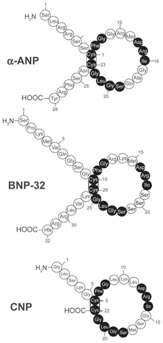 Figure 2 Amino acid structure of the 3 natriuretic peptides, atrial, brain and c-type natriuretic peptide (ANP, BNP, CNP). All 3 peptides share a similar 17 amino acid loop. Shaded circles represent amino acid sequence that is identical in each peptide. Reproduced with permission from Barr CS, Rhodes P, Struthers AD. C-type natriuretic peptide. Peptides. 1996;17(7):1243–1251.Citation197 Copyright © 1996 Elsevier.