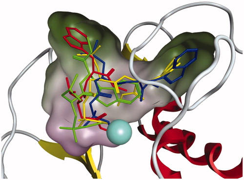 Figure 3. The placement of AP-3, AP-6, AP-7 and ilomastat in MMP3. The colour scheme is green=AP-3, blue=AP-6, yellow=AP-7, and red = ilomastat. Regarding the molecular surface green indicates lipophilic regions and purple indicates low lipophilic regions. The Zn2+ ion is represented by the large light blue coloured sphere.