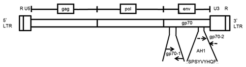 Figure 1. MuLV genomic structure and primer design for the detection of gp70-coding transcripts. The annealing sites of both of the primer pairs used in this study (gp70–1 and gp70–2) are indicated relative to sequence coding for the bioactive, H-2Ld-restricted peptide SPSYVYHQF (AH1, residues 423–431), which localizes near the 3′-end of the murine leukemia virus (MuLV) envelope (env) gp70-coding gene. These primer pairs, gp70–1 and gp70–2, result in a PCR product that is 110 and 103 base pairs in length, respectively.